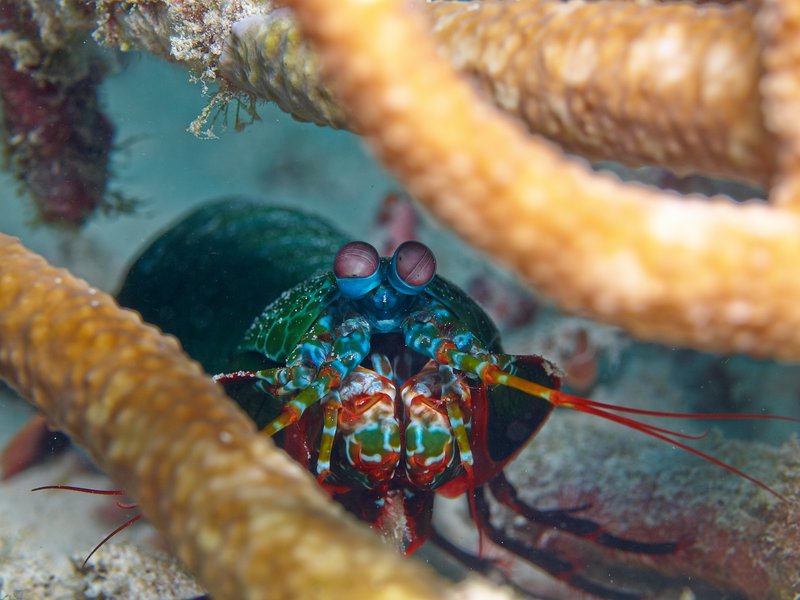 Smashing Mantis Shrimp, House Reef